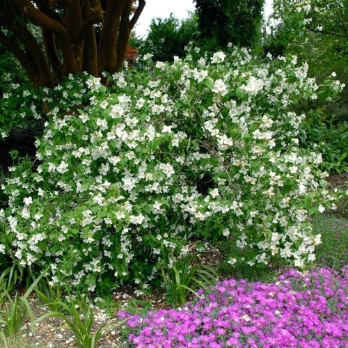 Philadelphus 'Belle Etoile' - Ebajasmiin 'Belle Etoile' P9/0,55L